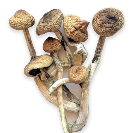 picture of dried Magic Mushrooms. Buy These from us